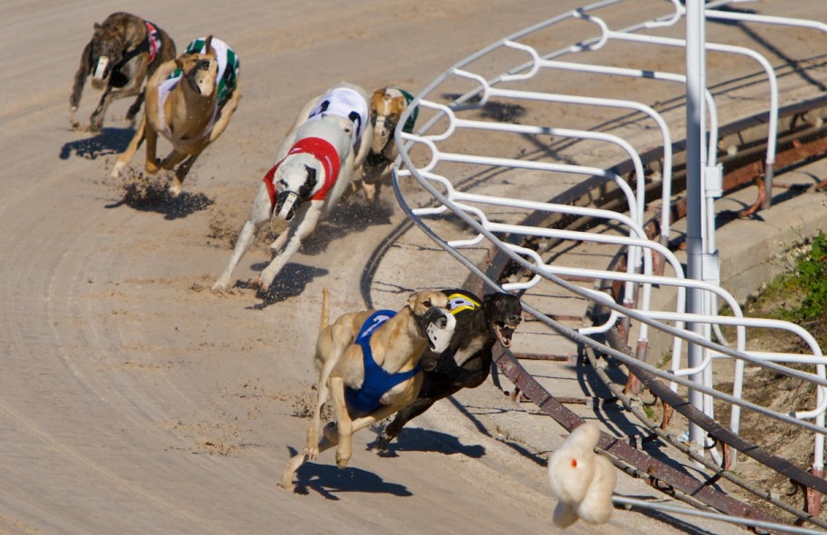 Greyhound Racing